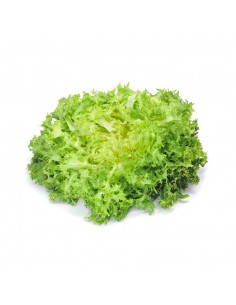 Indivia Riccia