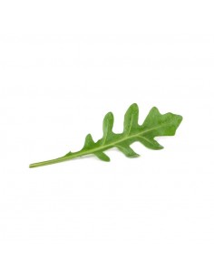 Rucola