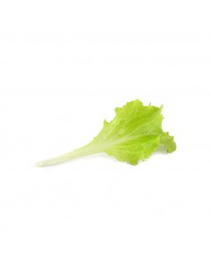 Iceberg